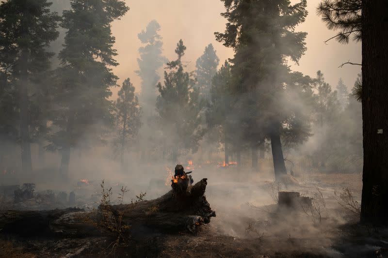 Trees lie burning from the Brattain Fire in the Fremont National Forest in the outskirts of Paisley, Oregon