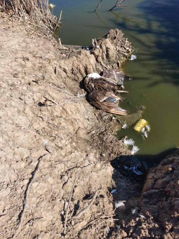 Echo: Muertes en el lago: un ánade real muerto varado en la orilla