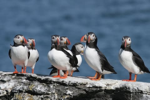 Birdwatching trips are popular - Credit: GETTY