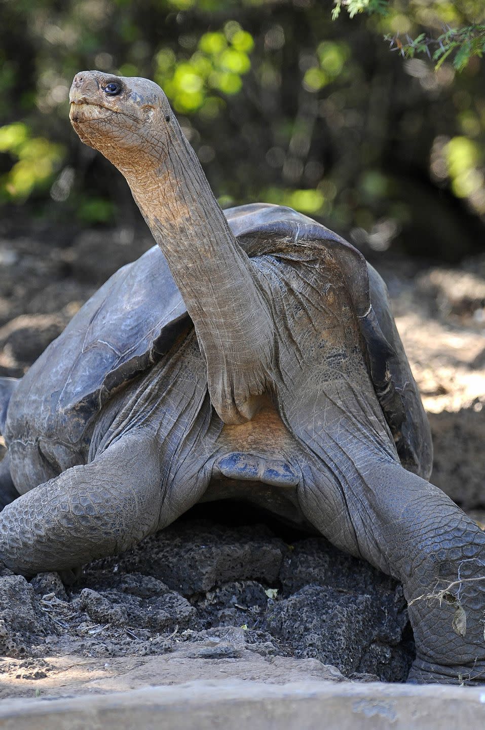 1) The Pinta Island Tortoise