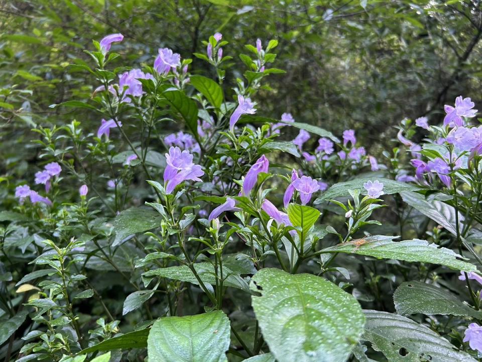 馬藍為藍染工藝重要原料，成為林下經濟的新品項。（圖：林務局提供）