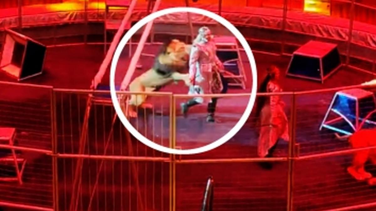 Lion attacks animal trainer during circus performance in Russia