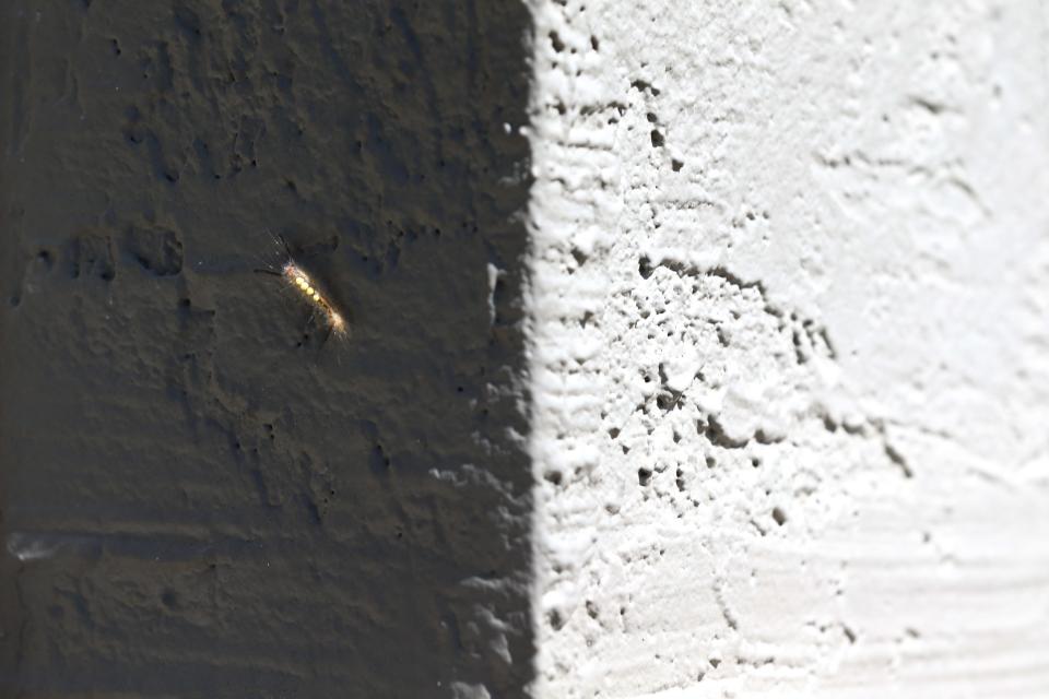A tussock moth caterpillar crawls on a balcony at Azure Apartments in Corpus Christi Tuesday, April 2, 2024.