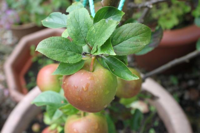 Image of fruit tree planted in Clyde compost