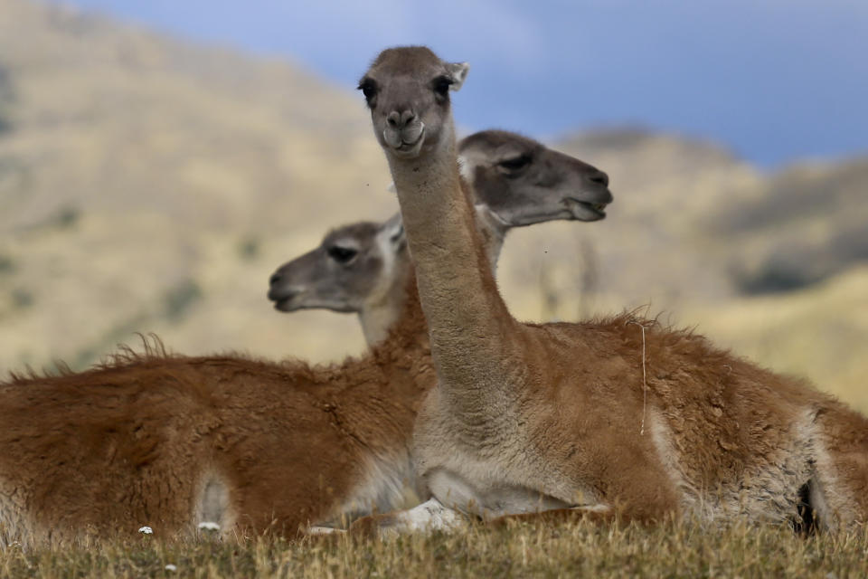 <p>Guanakos sitzen im Patagonia Park in Chile. Die Tiere gehören zur Familie der Kamele und sind im Westen und Süden Südamerikas heimisch. (Bild: AP Photo) </p>