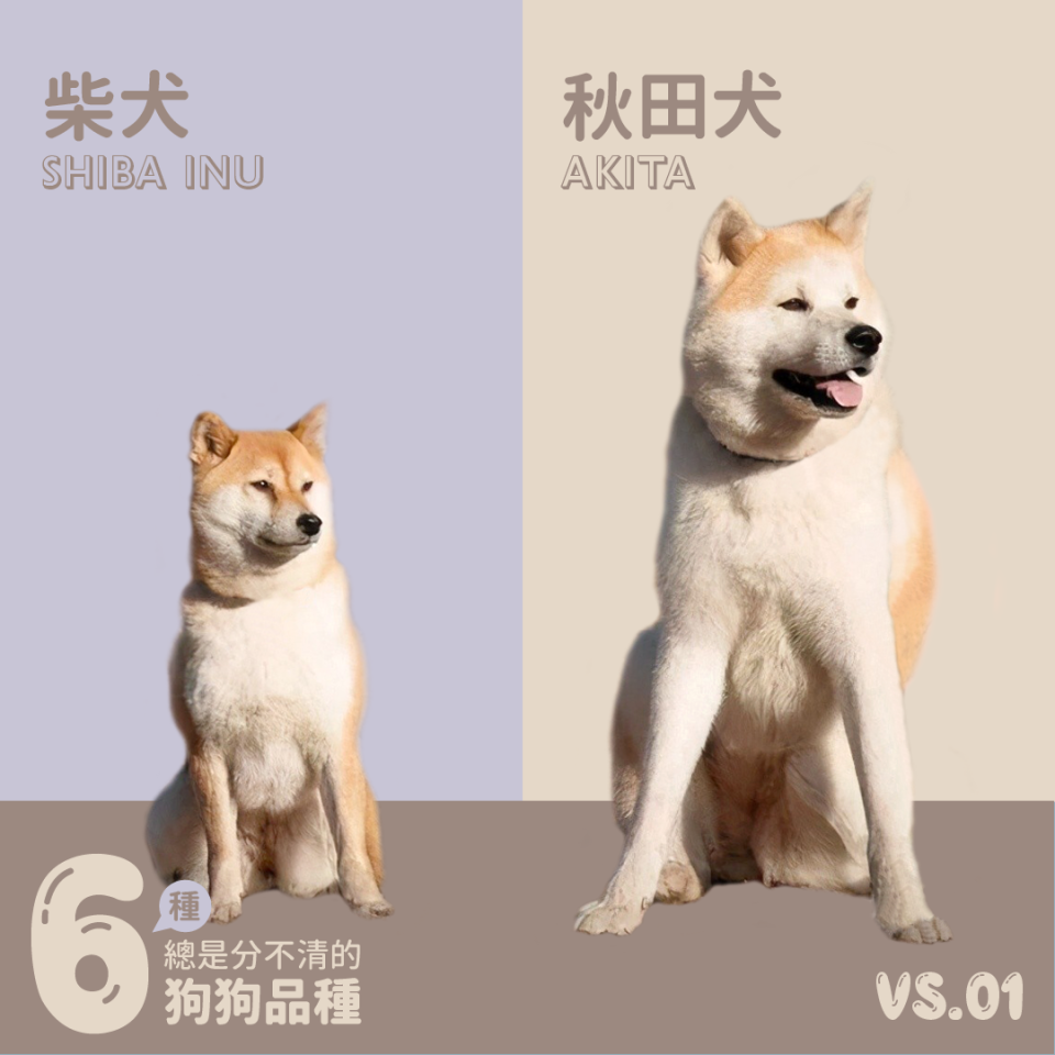 柴犬vs秋田犬。圖片來源：PEHOM臉書粉絲團