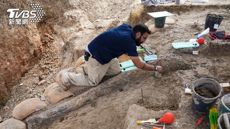 以色列首次發掘到如此完整且巨大的史前象牙化石。（圖/達志影像美聯社）