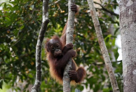 A baby orangutan hangs from a tree near his mother (unseen) while waiting their turn at a feeding station at Camp Leakey in Tanjung Puting National Park in Central Kalimantan province, Indonesia in this June 15, 2015 file picture. REUTERS/Darren Whiteside