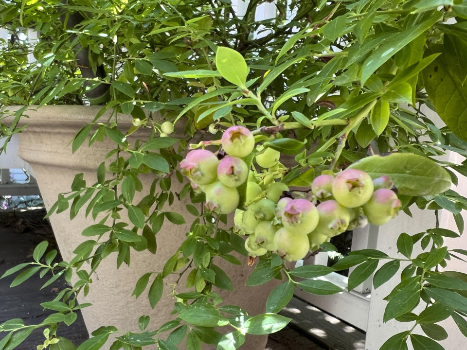 This July 11, 2024 image provided by Jessica Damiano shows blueberries ripening on a potted plant on Long Island, New York. (Jessica Damiano via AP)