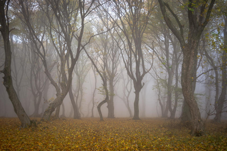 This forest is filled with crooked trees, contorted into strange shapes almost as if they're attempting to warn visitors. Known as the Bermuda Triangle of Translyvania, there have been many reports of UFO sightings, ghost encounters, and unexplainable illness. There are many legends and stories about this forest, perhaps the creepiest being about a young girl who disappeared, only to emerge five years later with no recollection of what had happened.Definitely enter at your own risk — you never know what the Hoia Baciu Forest might have in store for you...