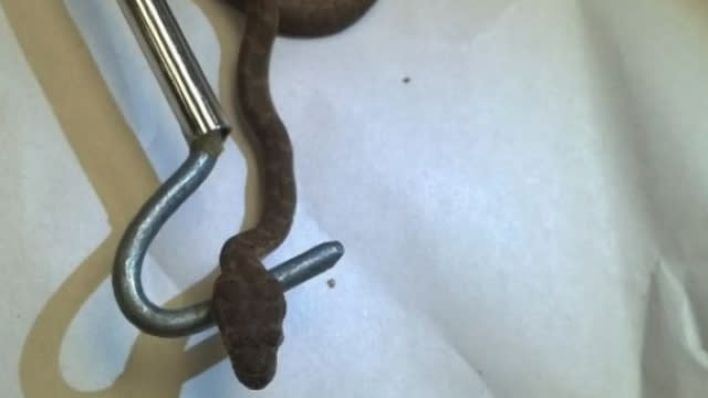 Snake hitches a ride on private plane to Auckland Airport