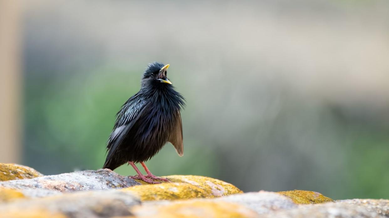 Ein Einfarbstar (Sturnus unicolor) auf einem Dach. In Europa gibt es fast 600 verschiedene Brutvogelarten - die Mehrheit davon sind heimische Arten.