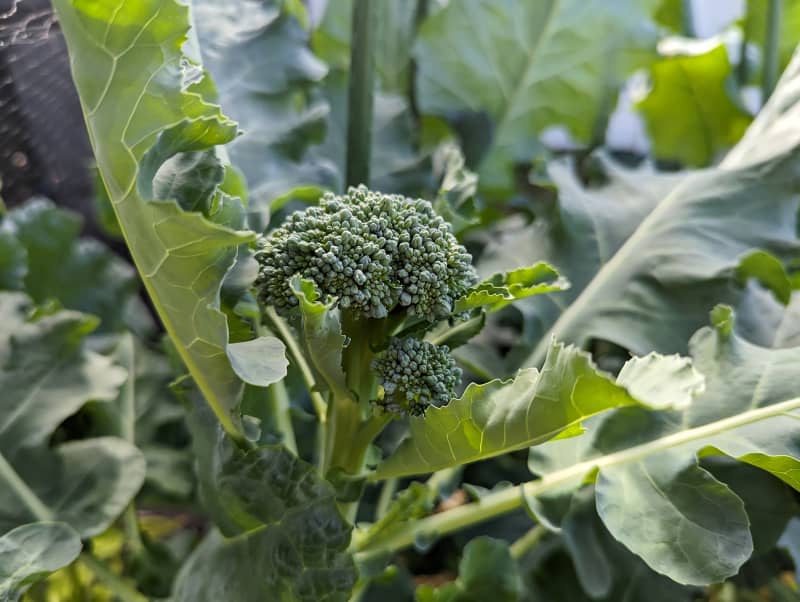 Broccoli growing in backyard garden