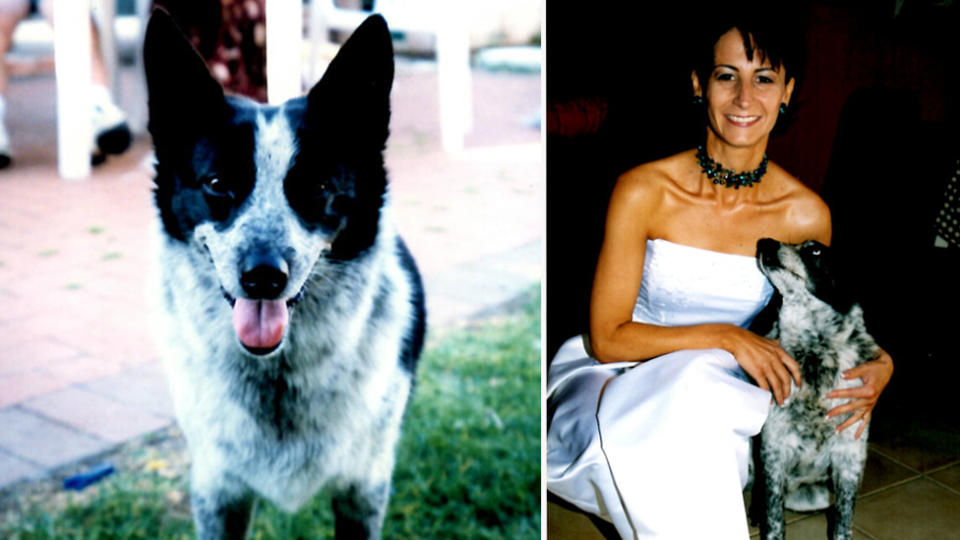 Blue-heeler-cross-kelpie Boofey (pictured). Second image shows Vicky Nonas in a wedding dress on her wedding day with Boofey beside her. 