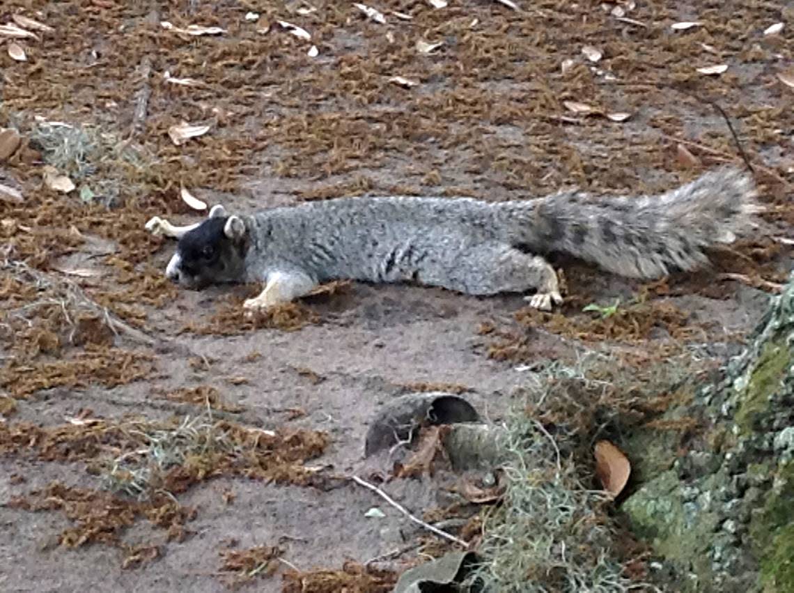 Pam Eckart took this photo of a gray fox squirrel laying low on a golf course. Submitted