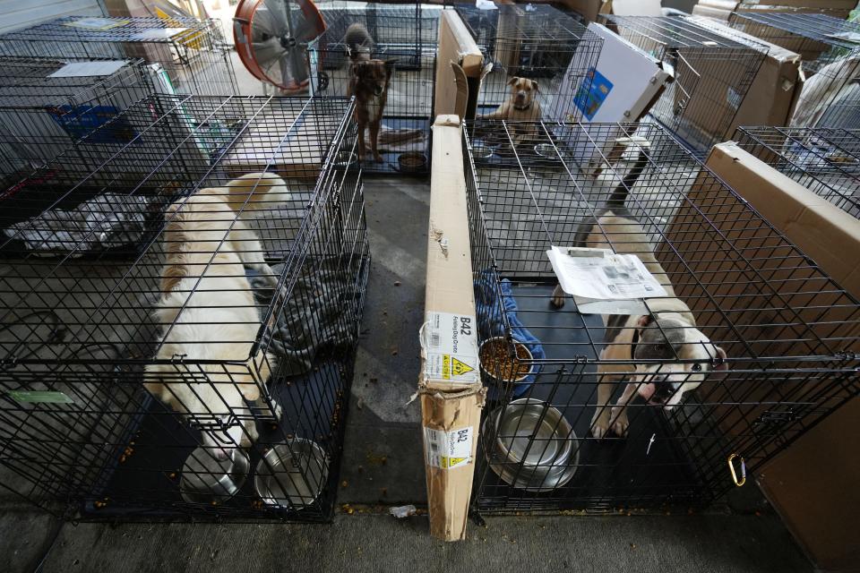 Some dogs at the Austin Animal Center are in kennels outside in a shaded area with fans because of overcrowding at the shelter Tuesday, Sept. 13, 2022, in Austin. The shelter is temporarily restricting intake and will only take in animals for emergencies.