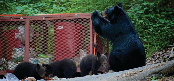 When bears get used to eating human food, their behavior can escalate to breaking into cars, hanging around campsites, and even tearing into occupied tents as was seen this past week in Elkmont. This usually leads to the bears having to be killed or moved to another location — from which they often attempt to return, putting their lives at risk on roads.