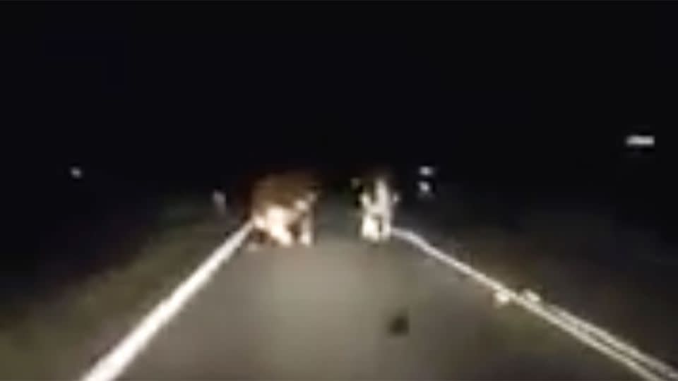 A Queensland driver was completely unprepared for a herd of cows in the middle of the road. Photo: Screenshot