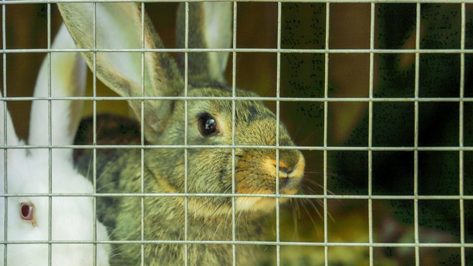 Rabbits in hutch