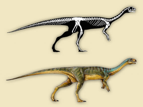 Chilesaurus diegosuarezi has characteristics of three different dinosaur groups. Its pubic bone points backward like that of an ornithischian dinosaur, perhaps because it provided the gut more surface area with which to digest plant matter, the