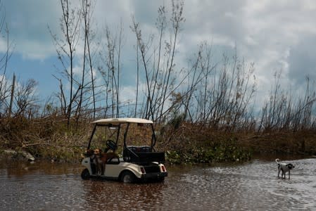 Dogs are seen in a cart in a flooded street after Hurricane Dorian hit the Abaco Islands in Treasure Cay