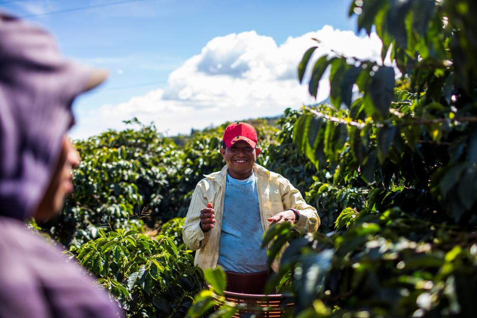 Panama’s “coffee circuit” spans 15 farms in Boquete, Volcan, and the greater Chiriqui region.