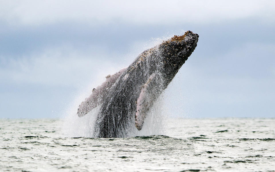 A Humpback whale jumps in the surface of the Pacific Ocean at the Uramba Bahia Malaga natural park in Colombia, on July 16, 2013. Humpback whales (Megaptera novaeangliae) migrate annually from the Antarctic Peninsula to peek into the Colombian Pacific Ocean coast, with an approximate distance of 8,500 km, to give birth and nurse their young. Humpback whales have a life cycle of 50 years or so and is about 18 meters. AFP PHOTO/Luis ROBAYO