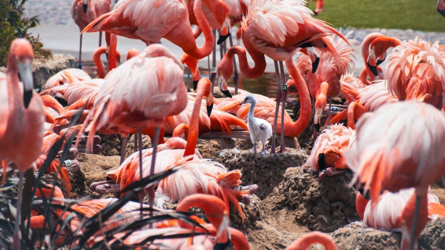 Flamingos 