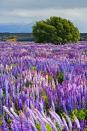 <p>Each year starting in the end of November and peaking in early December, fields of bright purple Russell Lupins bloom across New Zealand's South Island. One of the most beautiful spots to go Lupin-spotting is in Fiordland National Park, home to the equally gorgeous Milford Sound.</p>