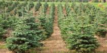 <p>With more than 25,000 trees grown over 30 acres, you’re bound to find one perfect for your abode from this <a href="https://go.redirectingat.com?id=74968X1596630&url=https%3A%2F%2Fwww.tripadvisor.com%2FTourism-g32150-Camino_California-Vacations.html&sref=https%3A%2F%2Fwww.countryliving.com%2Flife%2Fg24108155%2Fchristmas-tree-farms-near-me%2F" rel="nofollow noopener" target="_blank" data-ylk="slk:Camino, California,;elm:context_link;itc:0;sec:content-canvas" class="link ">Camino, California,</a> <a href="http://www.hillsidetreefarm.com/index.html" rel="nofollow noopener" target="_blank" data-ylk="slk:grower;elm:context_link;itc:0;sec:content-canvas" class="link ">grower</a>. Select your favorite from their assortment of Norman firs, Noble firs, Swift Silvers, Fraser firs, and White firs, and they’ll wrap it up for you to take home.<br></p><p><a class="link " href="https://go.redirectingat.com?id=74968X1596630&url=https%3A%2F%2Fwww.tripadvisor.com%2FAttractions-g32150-Activities-Camino_California.html&sref=https%3A%2F%2Fwww.countryliving.com%2Flife%2Fg24108155%2Fchristmas-tree-farms-near-me%2F" rel="nofollow noopener" target="_blank" data-ylk="slk:PLAN YOUR TRIP;elm:context_link;itc:0;sec:content-canvas">PLAN YOUR TRIP</a></p>