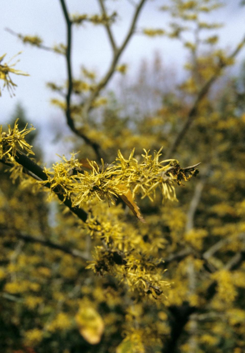 Leon County is offering witch hazel trees, shown here in  flower