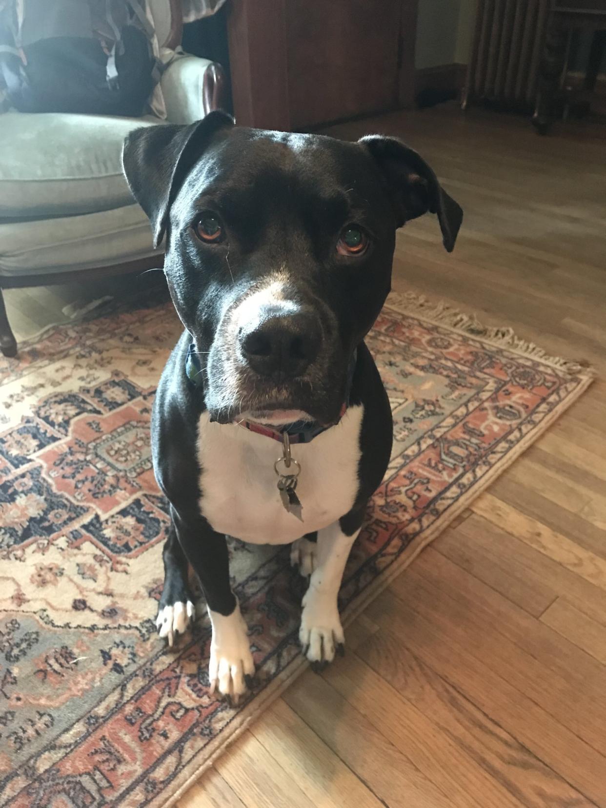 Gumbo is a 7.5 year old black and white pitbull-boxer mix. He went missing over Memorial Day weekend in Atlanta. (Credit: Michael Tyler)