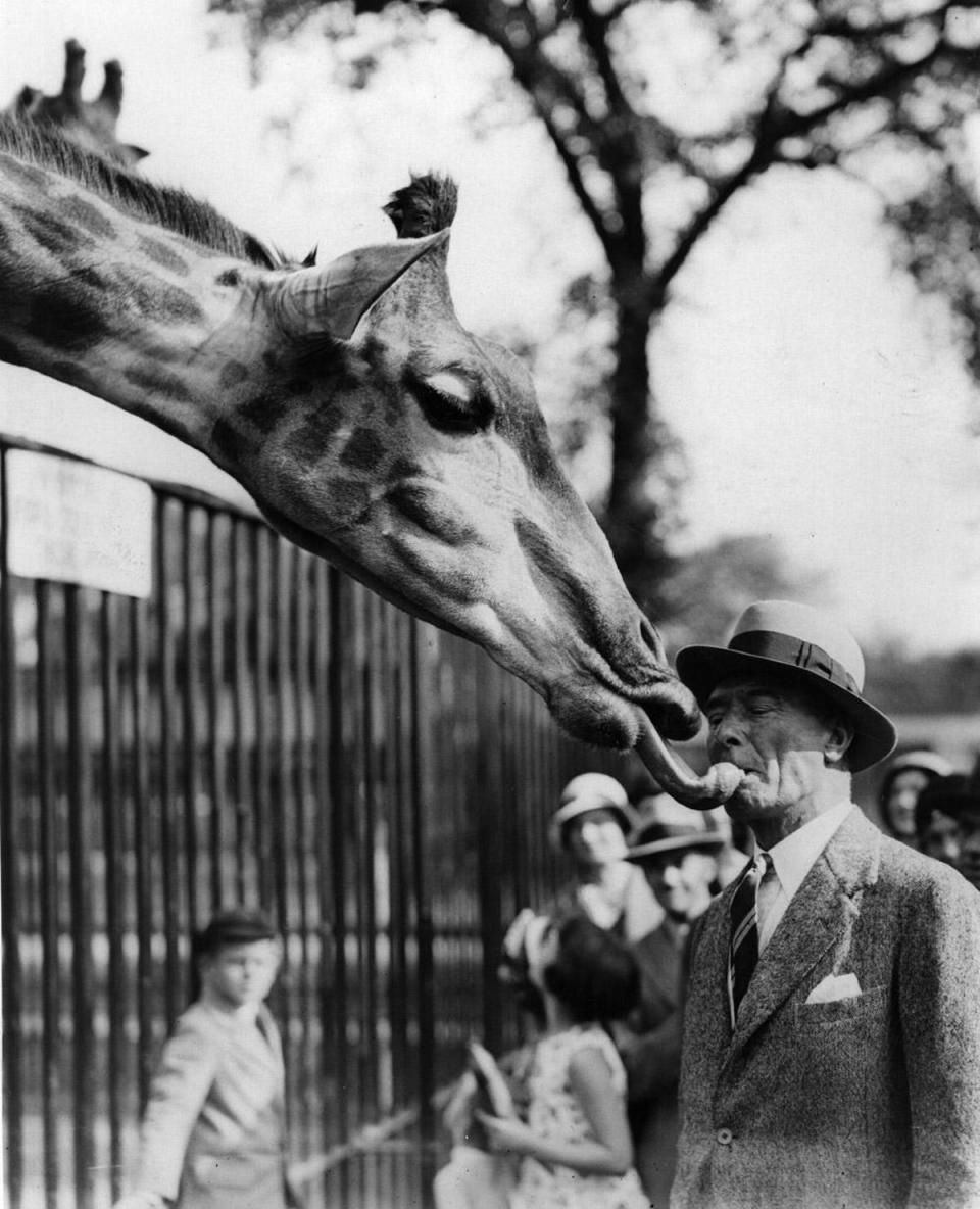 1933: Taking the biscuit: Captain Pfeiffer (pictured) visited London Zoo for years and trained a giraffe to take a biscuit from his hips ( Reg Speller/Getty Images)