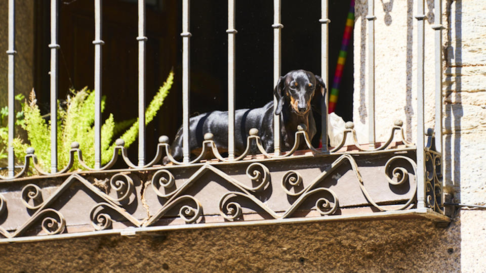 Daschshund poking nose through balcony railings