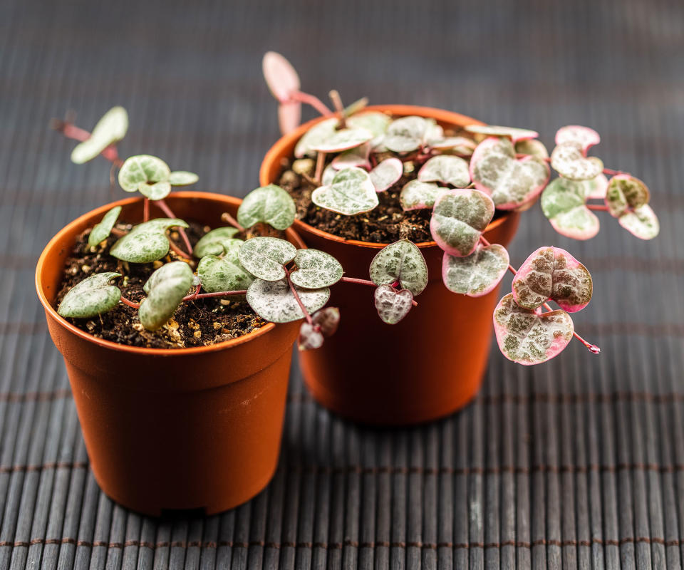 string of hearts houseplants in pots