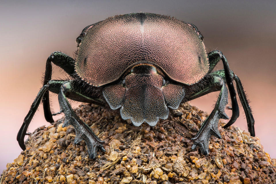 An extreme close up of a dung beetle as featured in Disney's 'A Real Bug's Life' docu-series.