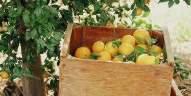 meyer lemons in a crate