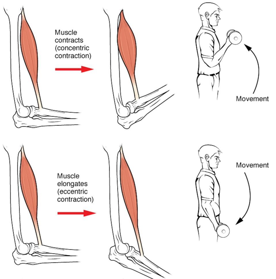 Muscles move your limbs and body by contracting or releasing. <a href="https://openstax.org/books/anatomy-and-physiology/pages/preface" rel="nofollow noopener" target="_blank" data-ylk="slk:J. Gordon Betts, Kelly A. Young, James A. Wise, Eddie Johnson, Brandon Poe, Dean H. Kruse, Oksana Korol, Jody E. Johnson, Mark Womble, Peter DeSaix via OpenStax;elm:context_link;itc:0;sec:content-canvas" class="link ">J. Gordon Betts, Kelly A. Young, James A. Wise, Eddie Johnson, Brandon Poe, Dean H. Kruse, Oksana Korol, Jody E. Johnson, Mark Womble, Peter DeSaix via OpenStax</a>, <a href="http://creativecommons.org/licenses/by/4.0/" rel="nofollow noopener" target="_blank" data-ylk="slk:CC BY;elm:context_link;itc:0;sec:content-canvas" class="link ">CC BY</a>