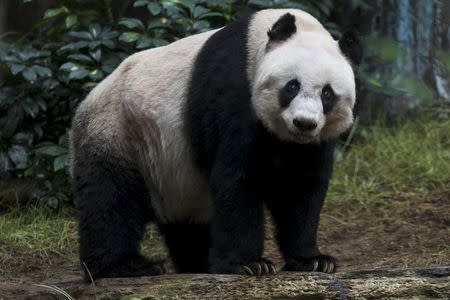36-year-old giant panda Jia Jia, looks on at the Hong Kong Ocean Park, China July 9, 2015. REUTERS/Tyrone Siu
