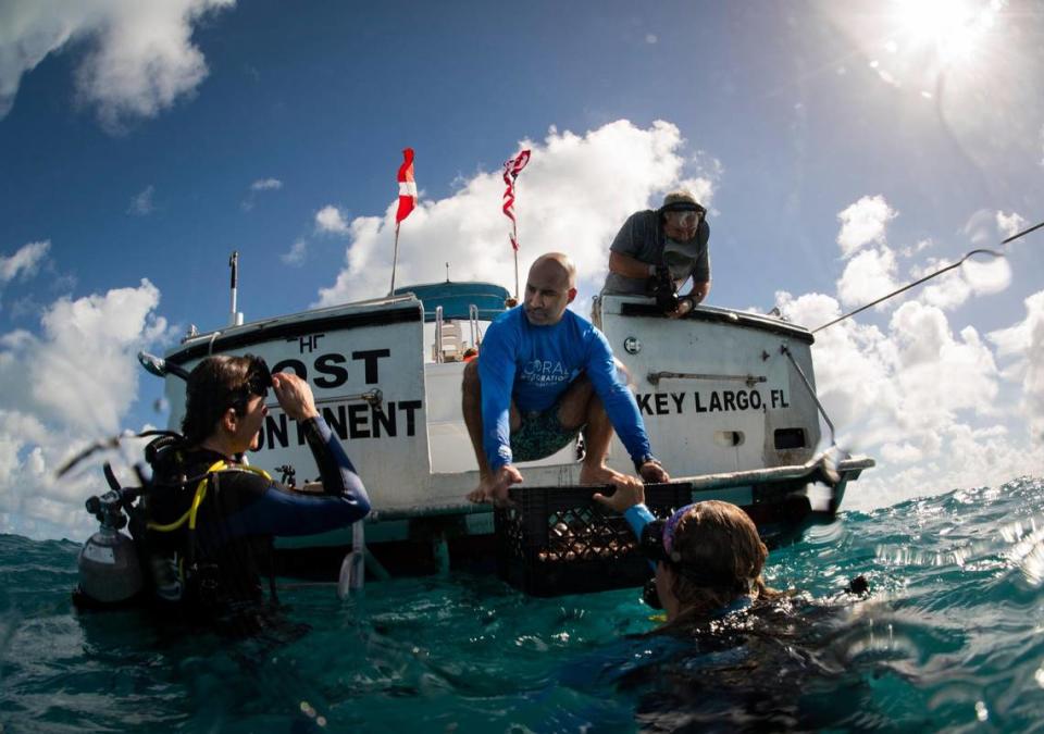 Dr. Phanor Montoya-Maya, center, lowers a tray of coral fragments into the hands of diver at the Coral Restoration Foundation’s underwater nursery in November.