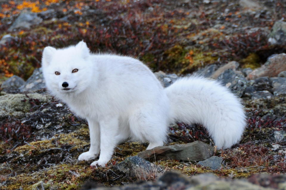 Arctic fox with winter coat, Longyearbyen, Svalbard