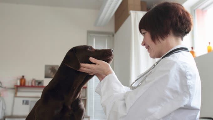 Nose Cancer (Fibrosarcoma) in Dogs: Symptoms, Causes, & Treatments