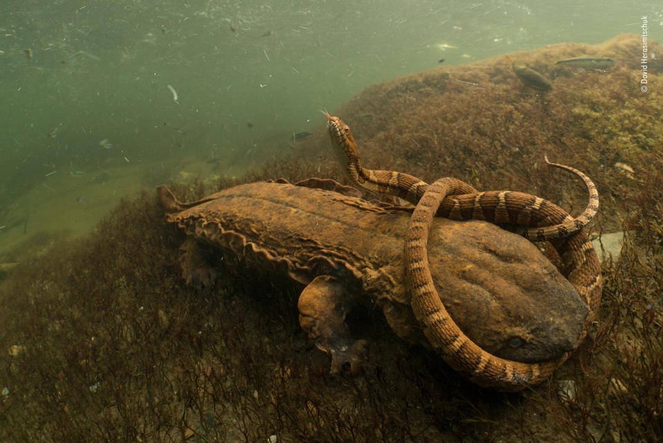 Tierfotograf des Jahres 2018: Gewinner, Verhalten: Amphibien und Reptilien