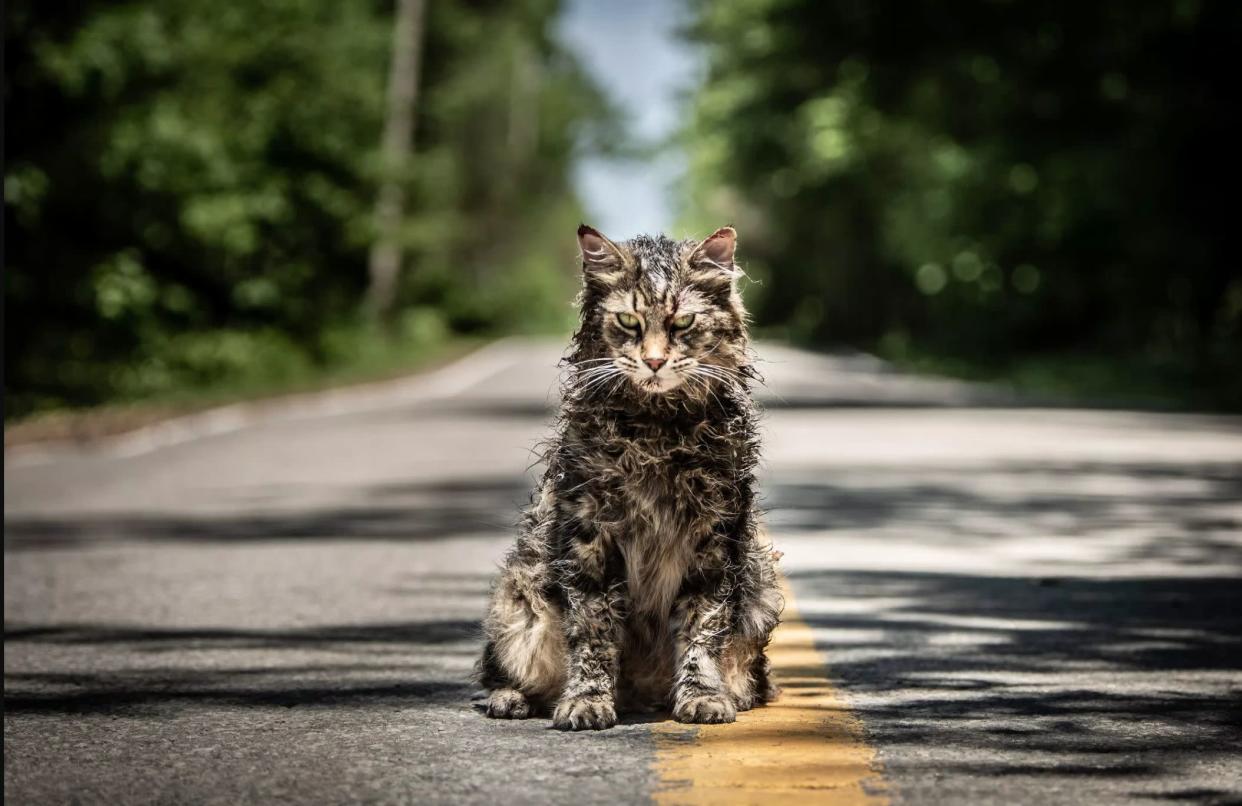 Leo the cat poses as Church in the 'Pet Sematary' remake (credit: Paramount Pictures)