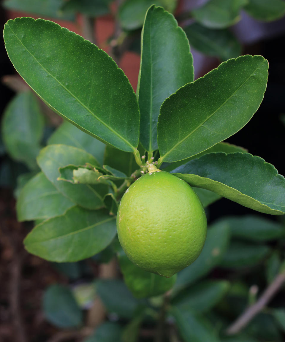 21. Citrus x latifolia 'Tahiti'