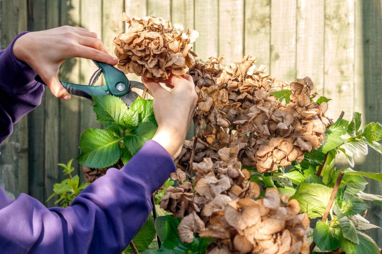 hands pruning a hydrangea bush with secateurs against a wooden fence