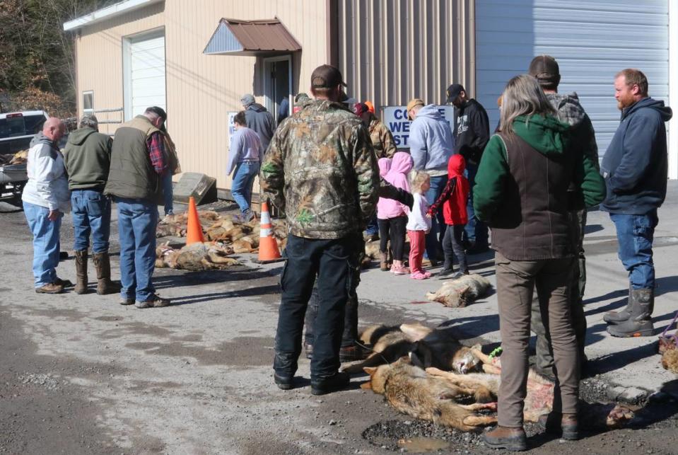 Hunters line up with coyotes at Mosquito Creek Hunt.