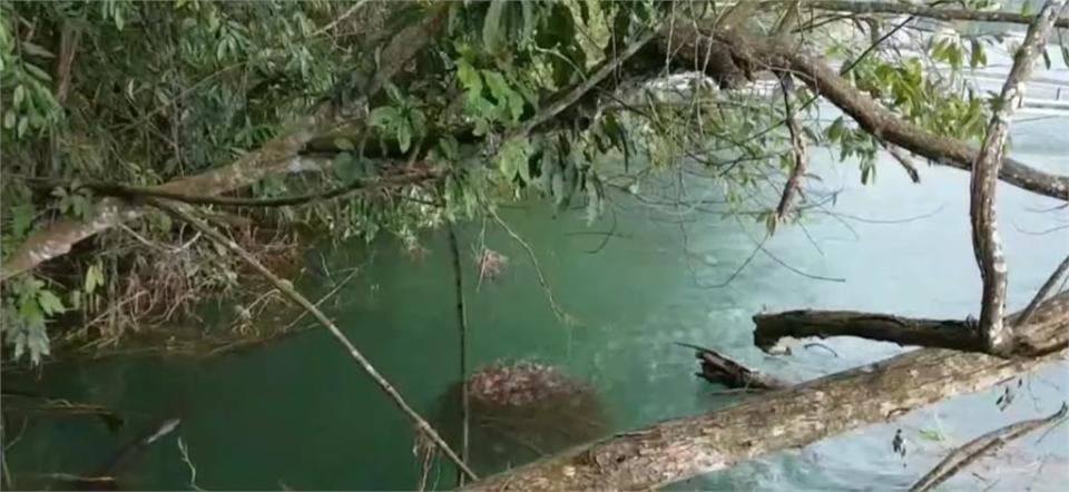 魚虎繁殖期肆虐成群「魚球」霸佔日月潭！南投縣府擬開放民眾電撈