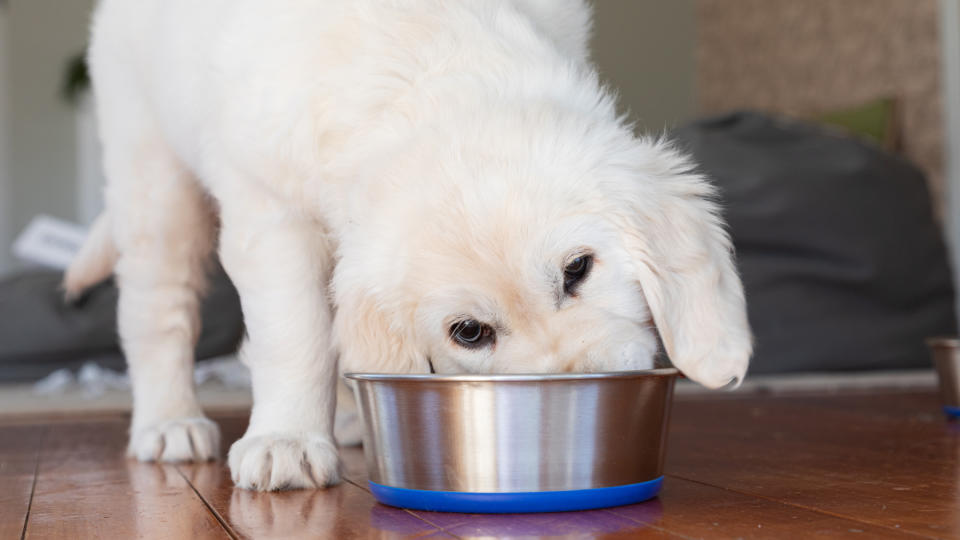 Puppy eating from a bowl