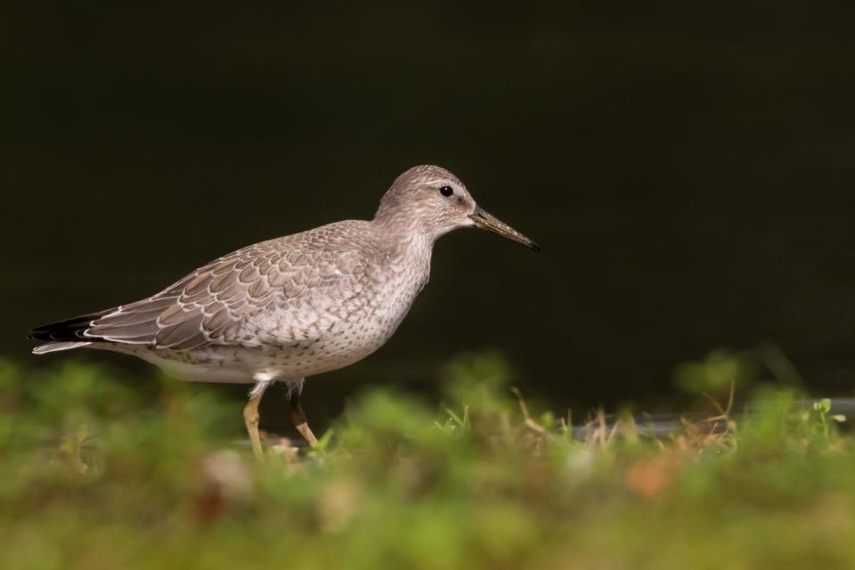 For the first time in more than 30 years, a red knot was recorded at Eagle Creek Park. This bird migrates 9,000 miles from Argentina to the Arctic every year.